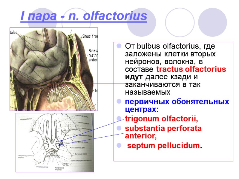 I пара - n. olfactorius От bulbus olfactorius, где заложены клетки вторых нейронов, волокна,